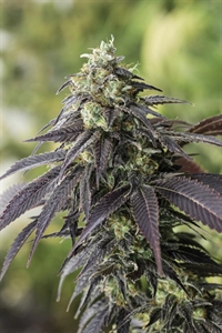 707 Headband Seeds for Sale | Buy Now