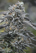 Buy Black D.O.G Online - Fast & Blissful