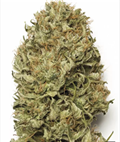 Kup nasiona Blue Dream Auto online
