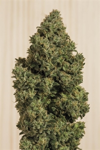 Kup nasiona CBD Blue Dream szybko online