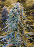 Buy Blue Dream Seeds Online | Fast Relief