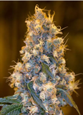 Compre sementes de Blue Fire online rapidamente.