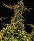 Semillas de Blueberry Headband a la venta | Entrega rápida