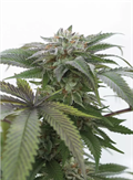 Kup nasiona Bubba Kush 2.0 | Szybka dostawa