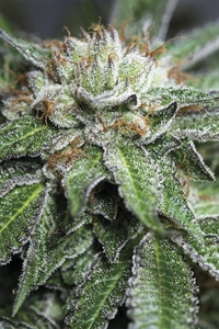 Buy Bubba Kush Feminized Seeds - Fast Delivery