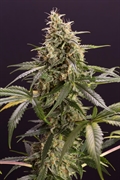 Kup nasiona Chem-Bomb Auto szybko online