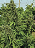 Kup nasiona Chemdawg Auto: szybka dostawa online