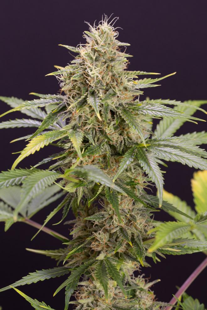 Buy Chocolate Mint OG Auto - Fast & Potent