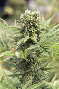 Buy Dedoverde Haze Seeds | Fast & Potent