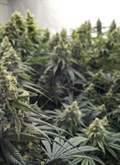 Buy Desert Diesel Auto Seeds Fast & Focused