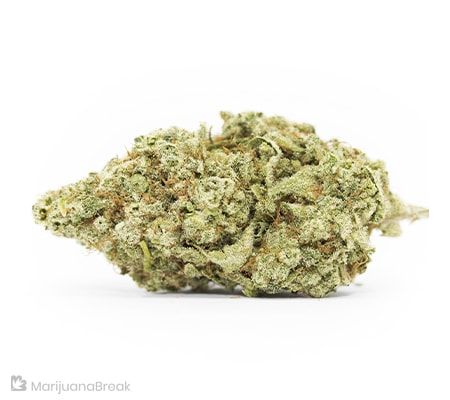 Dominion Skunk: Buy & Order Online Now