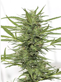Buy Dr. Greenthumb's Dedoverde Haze Auto Online