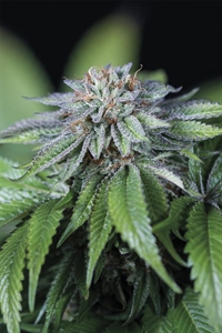 Buy Ewe-2 Feminized Seeds Fast