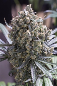 Schnellblühender Green Crack: Jetzt bestellen!