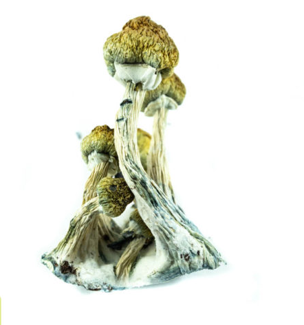 Golden Teachers Magic Mushrooms: Order Now