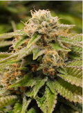 Buy Gorilla Breath Seeds - Fast Delivery