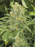Buy Green Crack Seeds - Fast & Focus