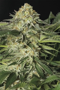 Buy Lemon Garlic OG Strain - Top Quality!