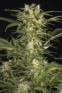 Lemon Juice Express Auto'yu Online Satın Alın