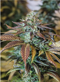 Buy Lemon Kush Headband - Fast Delivery!