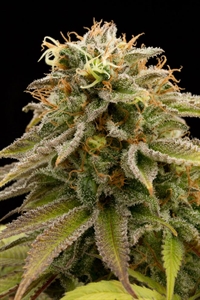 Buy Lemon Thai Kush Seeds - Fast Delivery