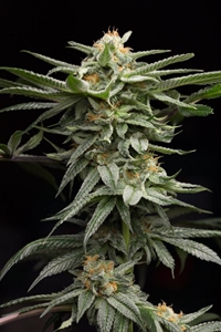 Lingerie Seeds: Order Fast & Discreet