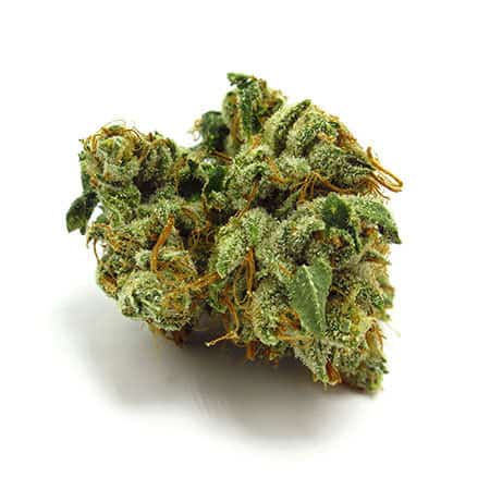 Acquista Pitbull Strain online velocemente