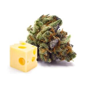 Buy Purple Cheese Cannabis Strain Now