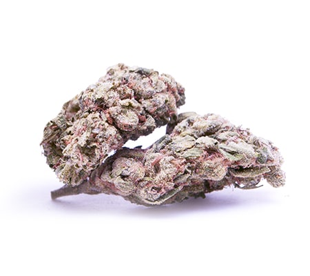 Compre a variedade de canábis Snowcap online rapidamente.