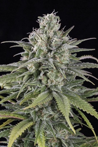 Buy UK Cheese Auto: Fast & Delicious