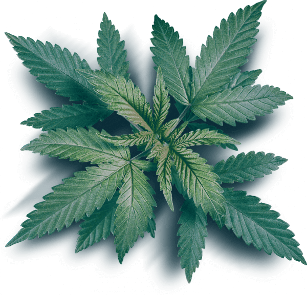 buy weed and cannabis online cheap
